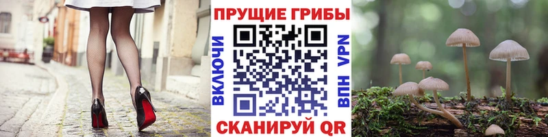 Галлюциногенные грибы Cubensis  Купить  Истра 